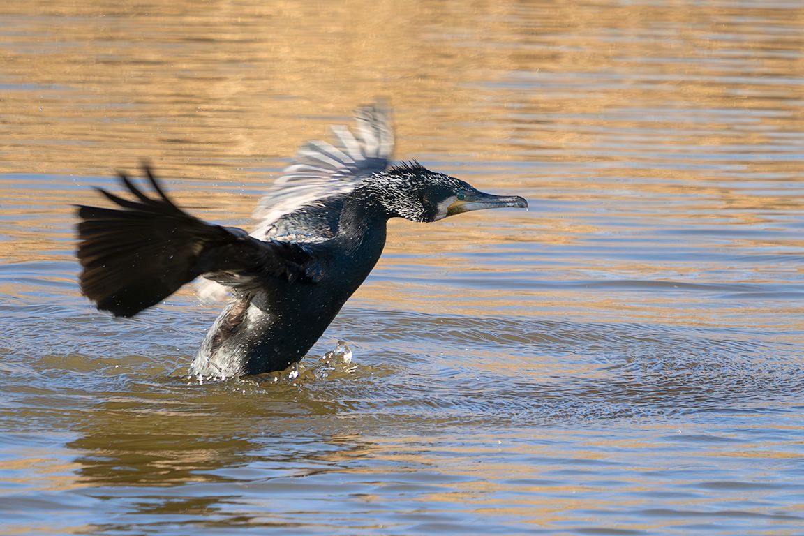 Cormorán