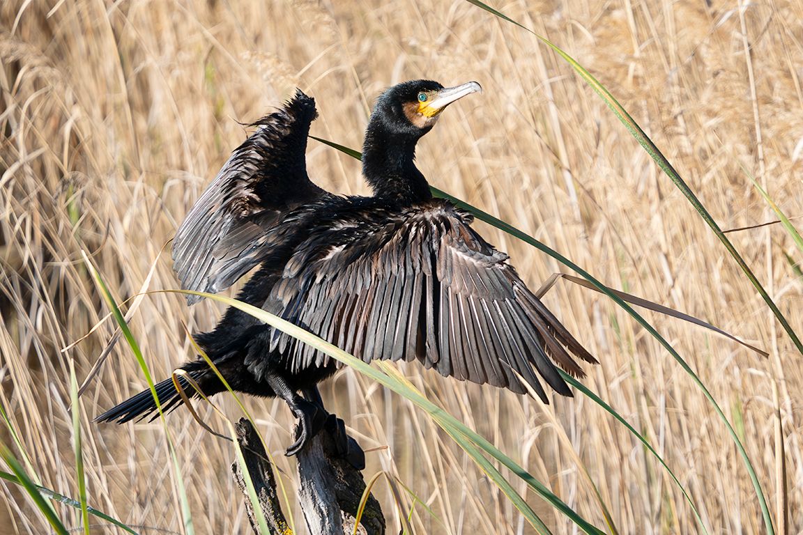 Cormorán