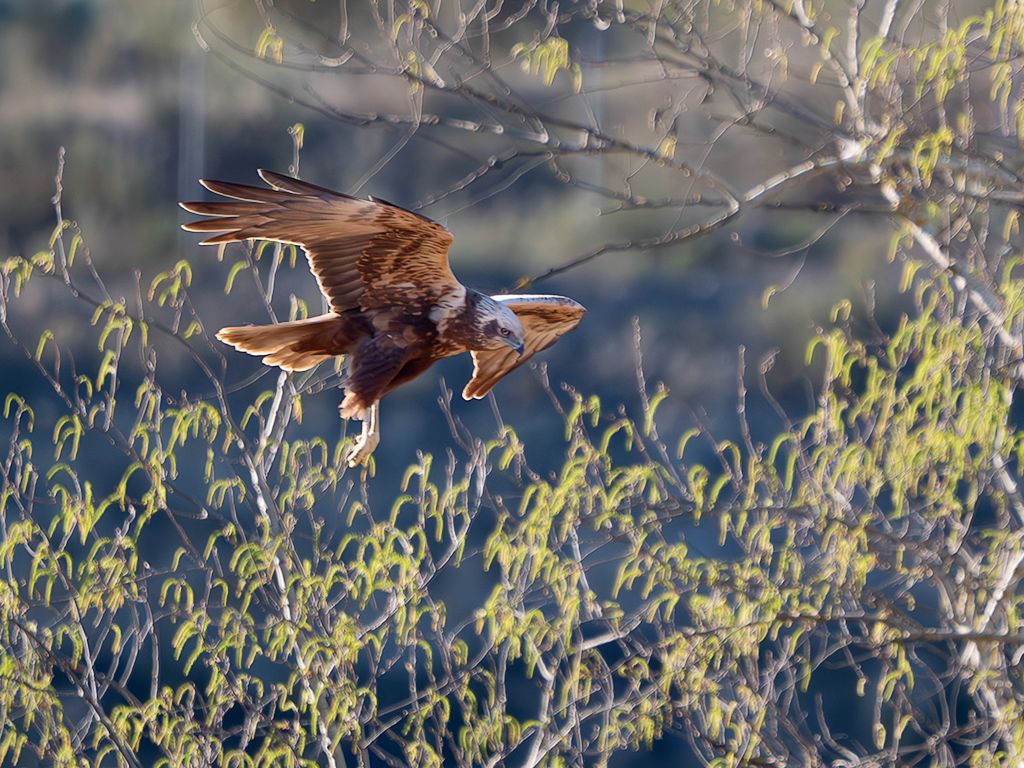 Aguilucho lagunero
