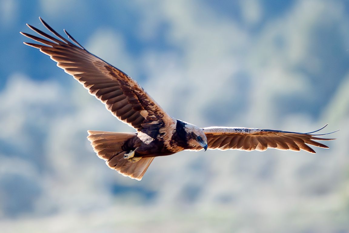Aguilucho lagunero