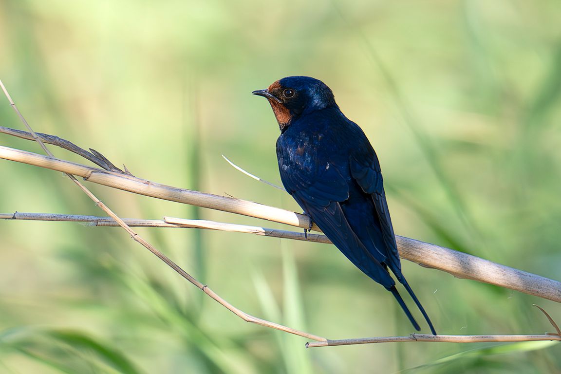 Golondrina