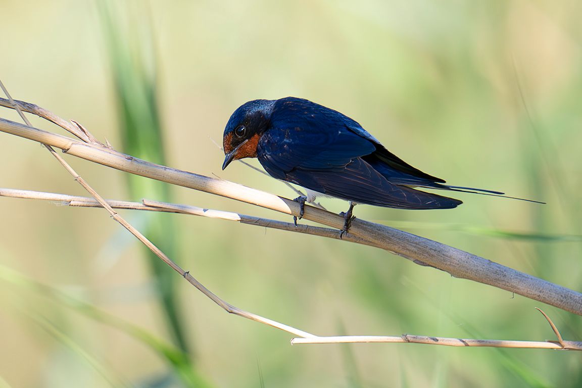 Golondrina