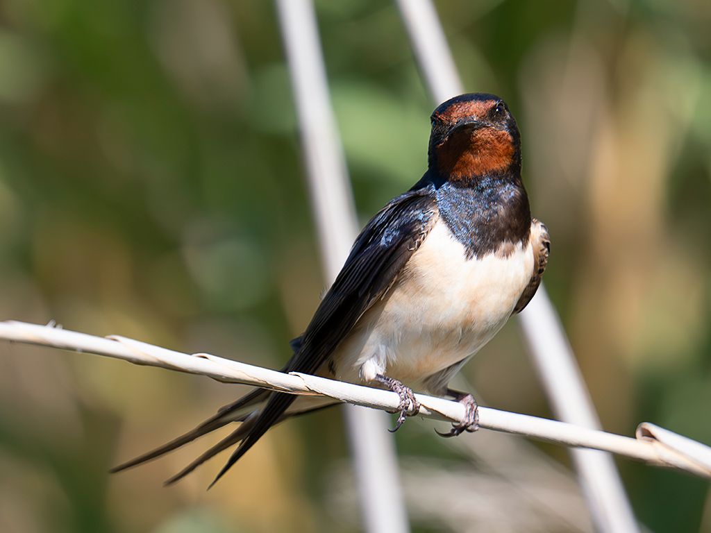 Golondrina