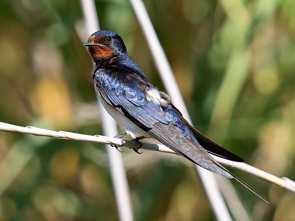 Golondrina