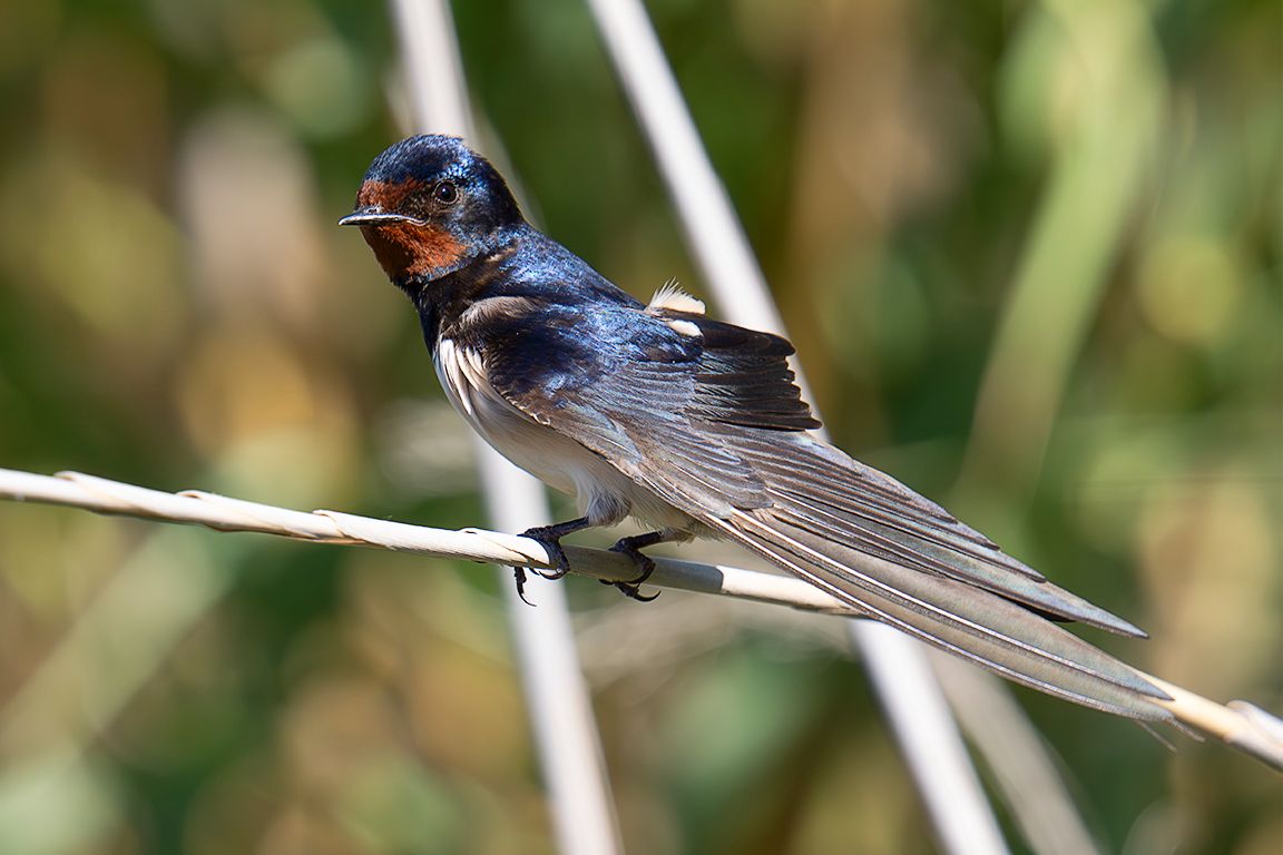 Golondrina