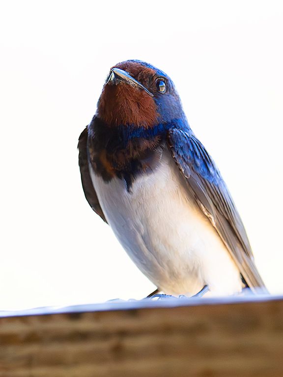 Golondrina