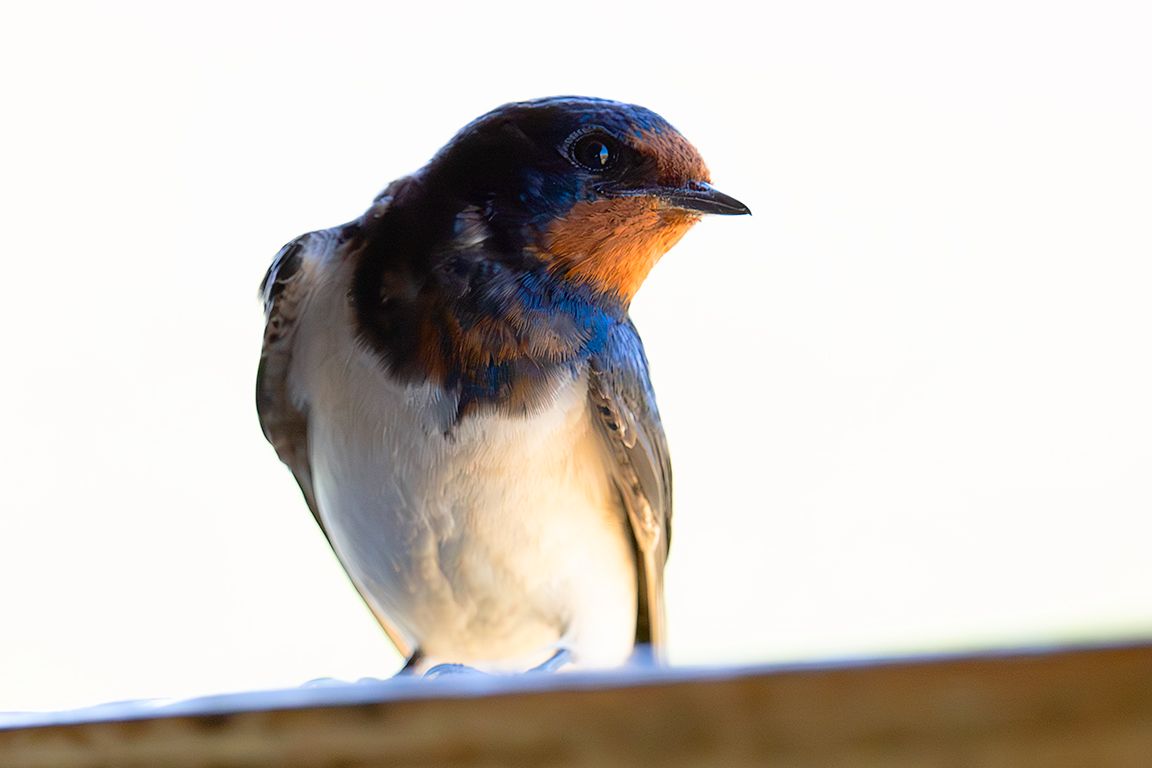Golondrina