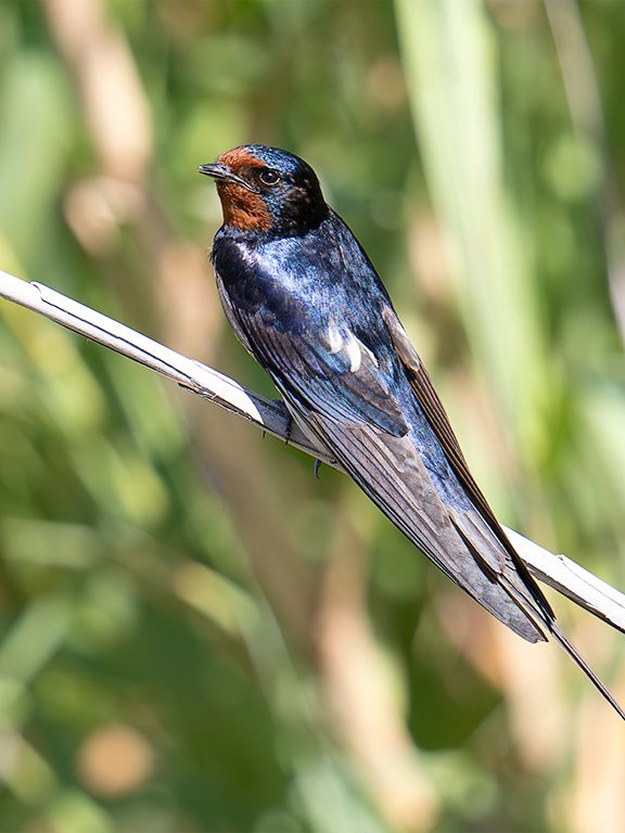 Golondrina