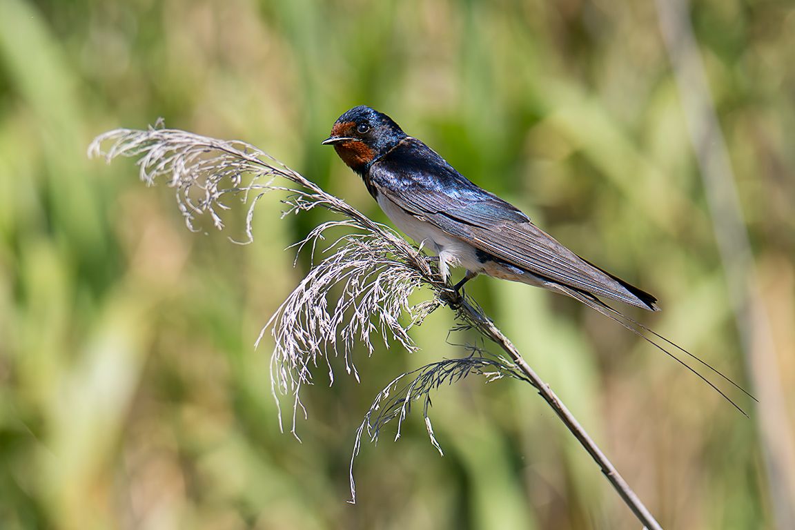 Golondrina