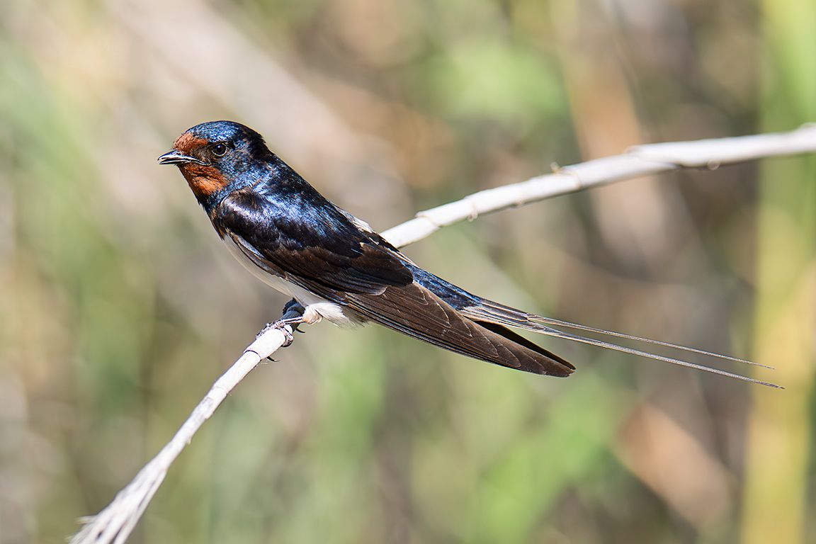 Golondrina