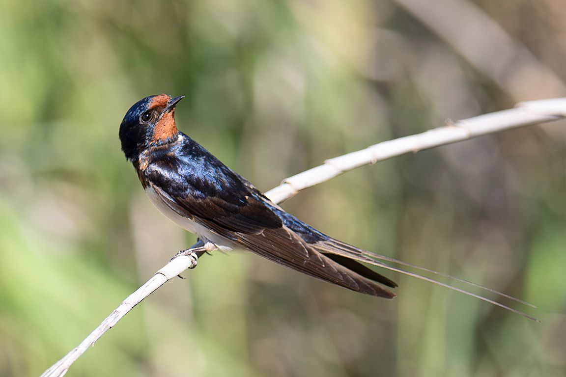 Golondrina