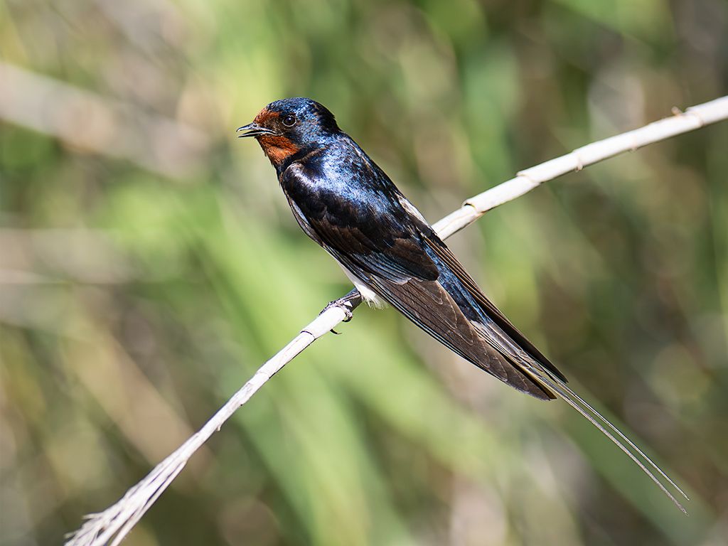 Golondrina