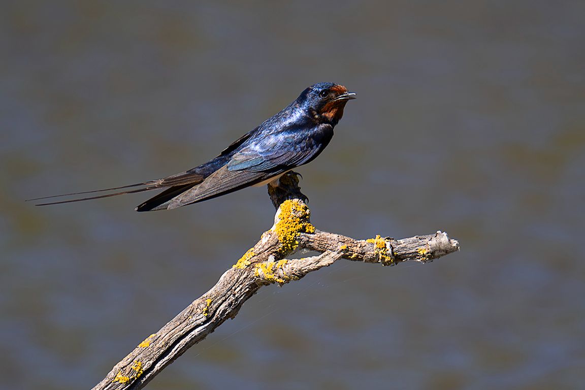 Golondrina