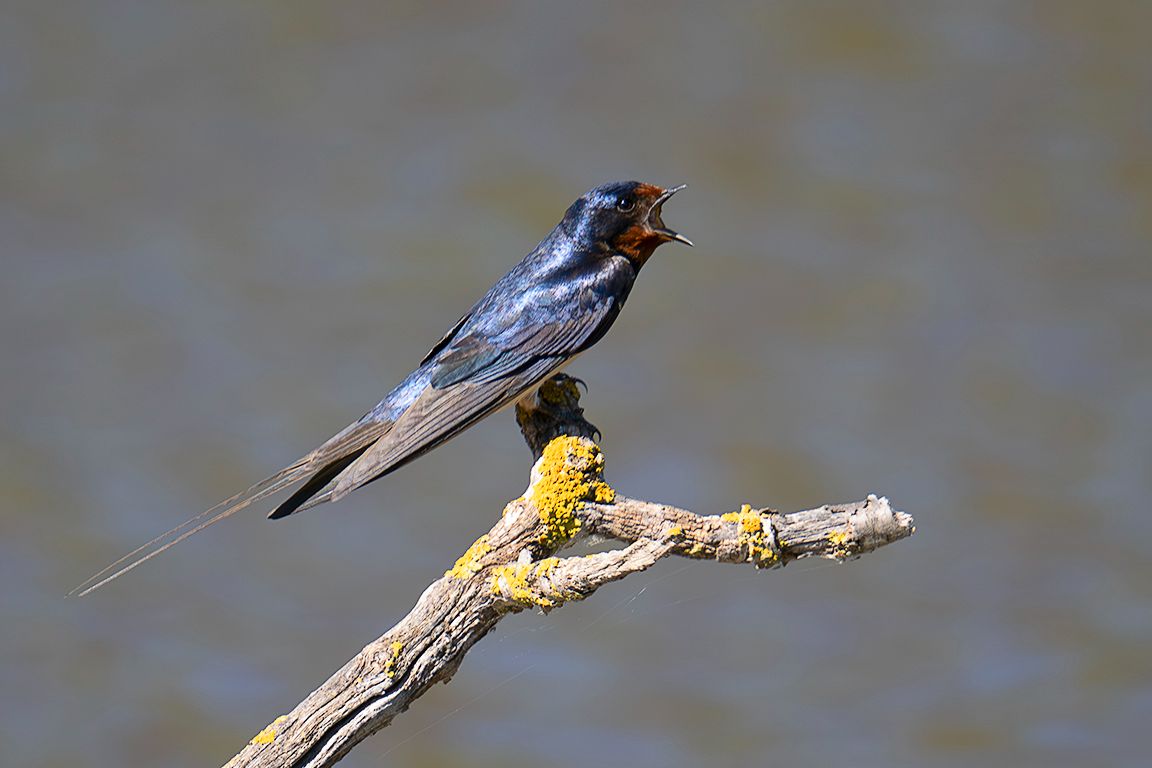 Golondrina