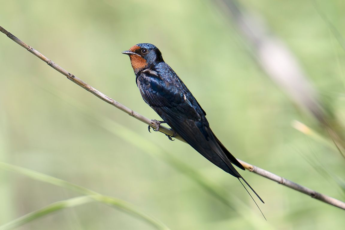 Golondrina